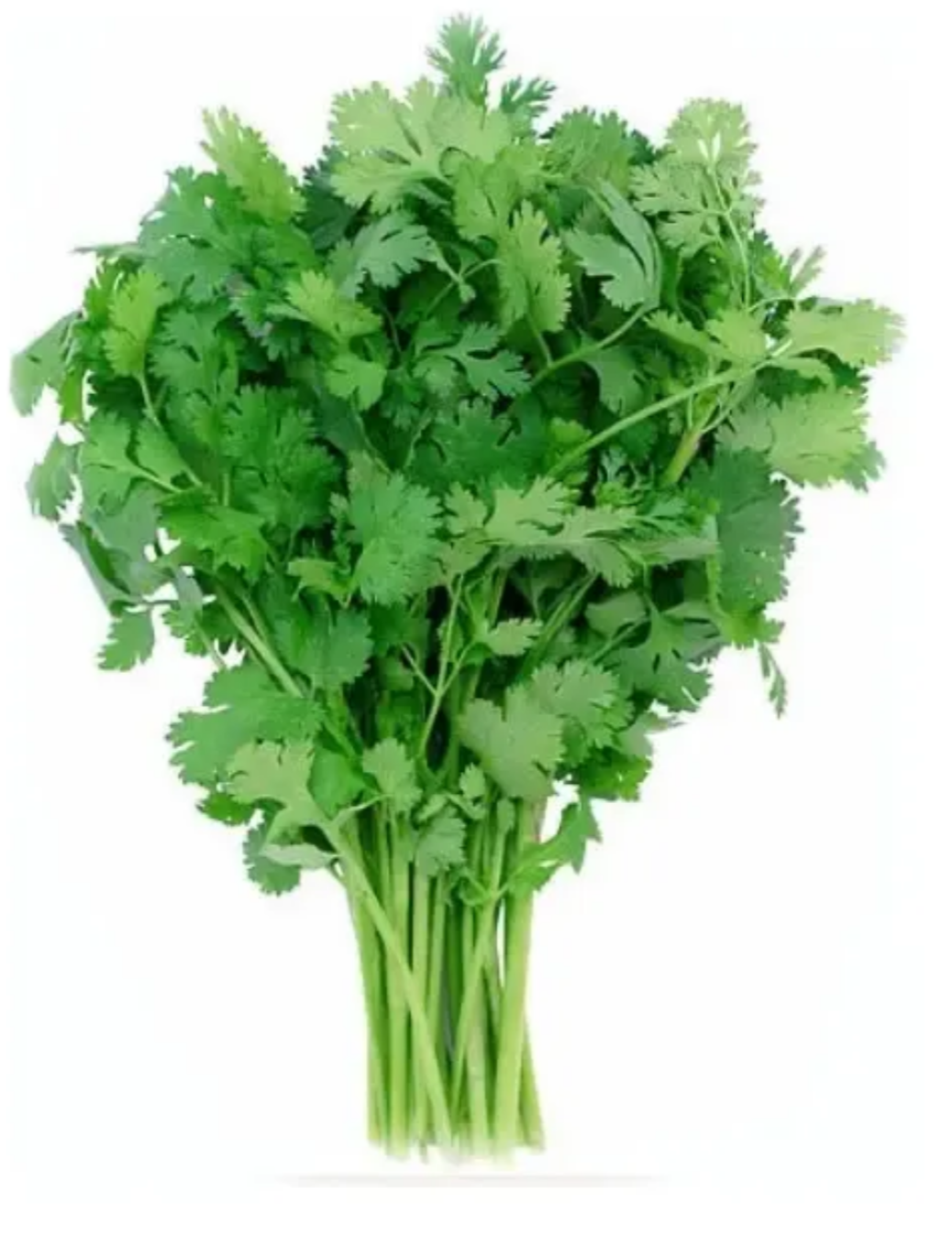 Cilantro