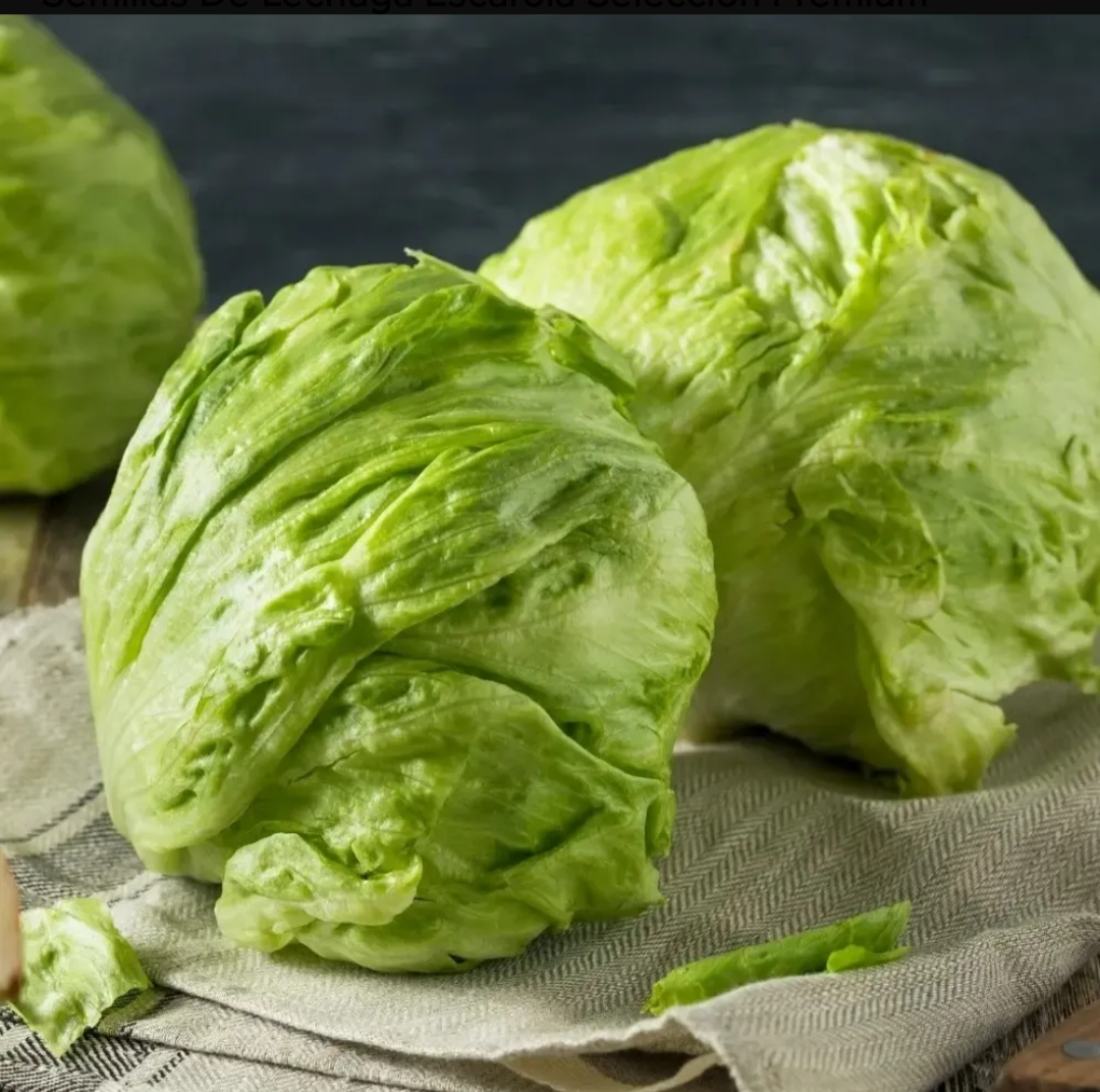 Lechuga 