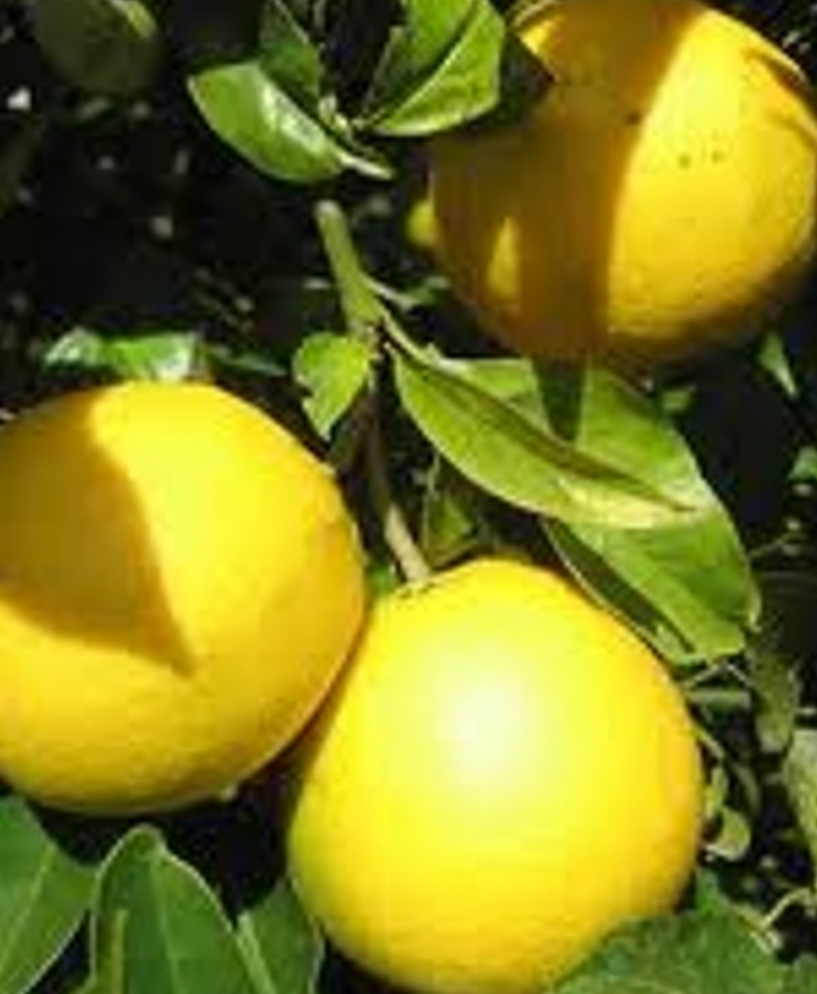 Limon